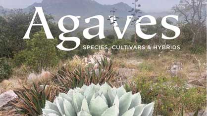 Agaves moore